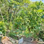 23 Moore Street, Trinity Beach, QLD 4879 AUS